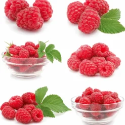 Himbeere Ruby Beauty - Himbeeren ohne Rankhilfe
