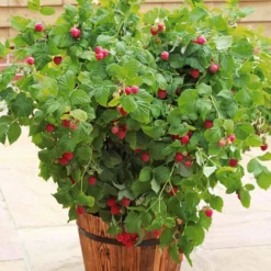 Himbeere Ruby Beauty - Himbeeren ohne Rankhilfe