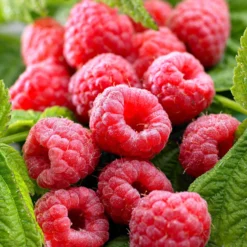 Himbeere ‘Twotimer Sugana Red’ - Zweimal ernten pro Jahr