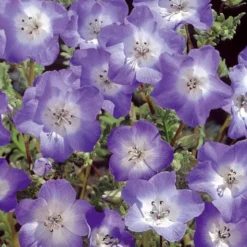 Himmelsauge ‘Prince Gustav’s Eyes’ - Blaue Blüten in Wochen