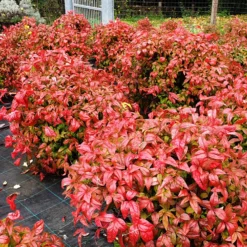 Himmelsbambus 'Blush Pink' - Farbe das ganze Jahr