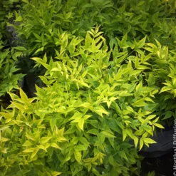 Himmelsbambus Magical Lemon Lime - Farbenspiel das ganze Jahr