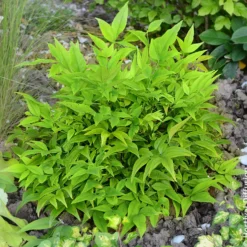 Himmelsbambus Magical Lemon Lime - Farbenspiel das ganze Jahr
