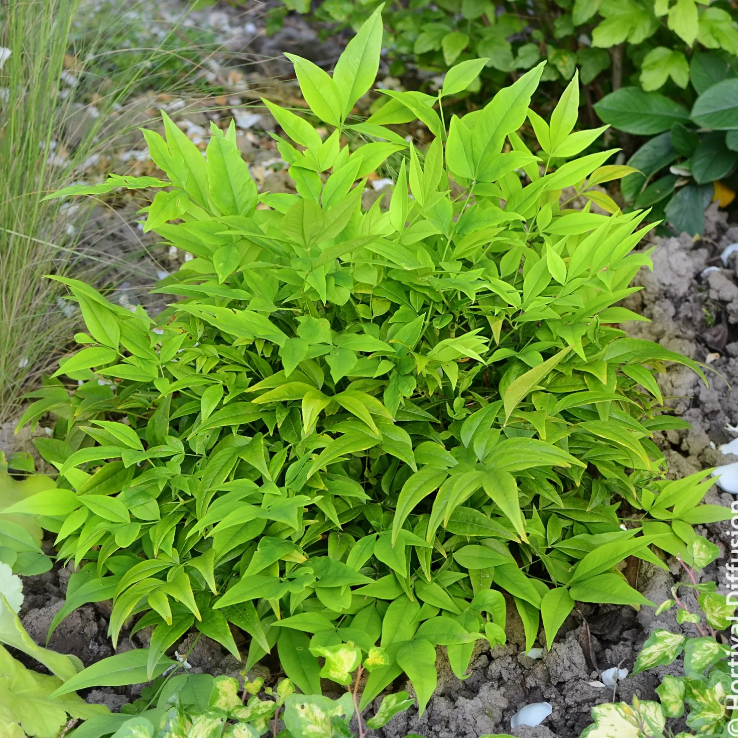 Himmelsbambus Magical Lemon Lime - Farbenspiel das ganze Jahr