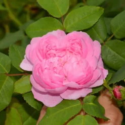 Historische Rose ‘Comte de Chambord’ - Alte Rose, endloser Duft