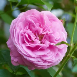 Historische Rose ‘Louise Odier’ - Duft und Blüten den ganzen Sommer