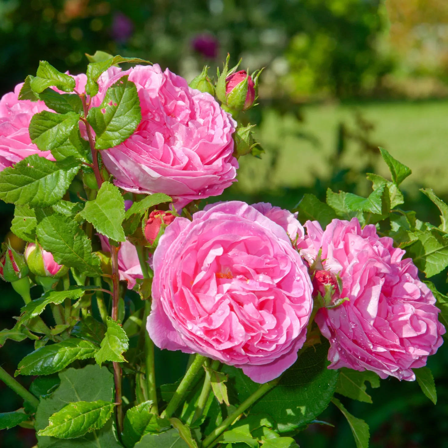 Historische Rose ‘Louise Odier’ - Duft und Blüten den ganzen Sommer