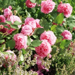 Historische Rose ‘Louise Odier’ - Duft und Blüten den ganzen Sommer