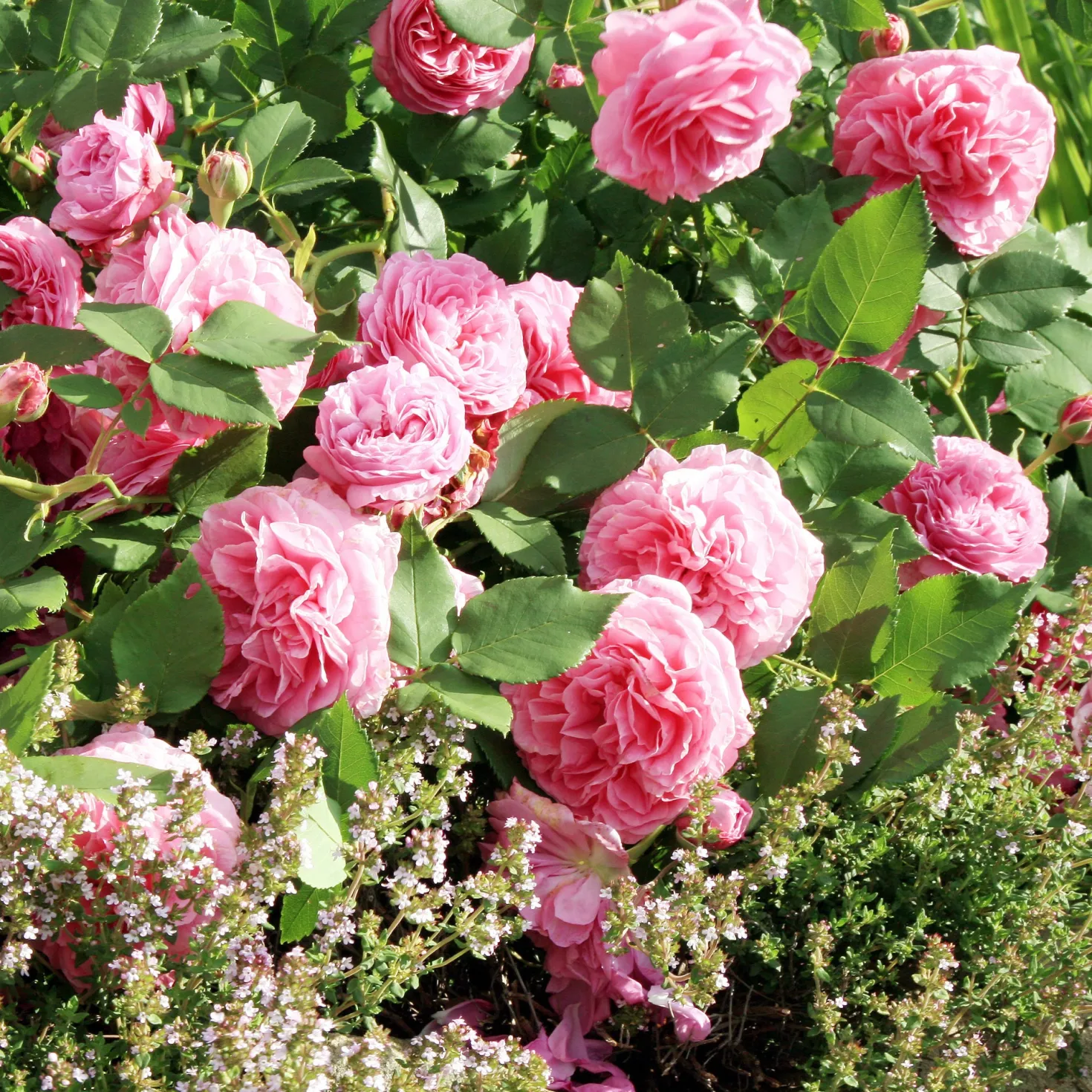 Historische Rose ‘Louise Odier’ - Duft und Blüten den ganzen Sommer