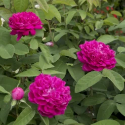Historische Rose 'Rose de Rescht' - Duft und Blüten den ganzen Sommer
