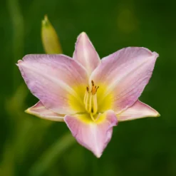 Hémérocalle Catherine Woodbury - Zart rosa Blütentraum