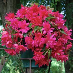 Hänge-Begonie rosa (x5) - Blütenkaskade den ganzen Sommer