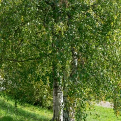 Hänge-Birke - Weißer Stamm, sofort Wirkung