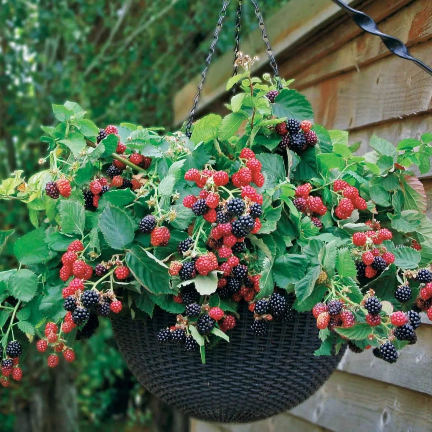 Hänge-Brombeere 'Black Cascade' - Süße Ernte ganz ohne Dornen