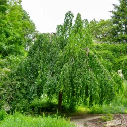 Hänge-Buche - Ein Baum wie ein Wasserfall