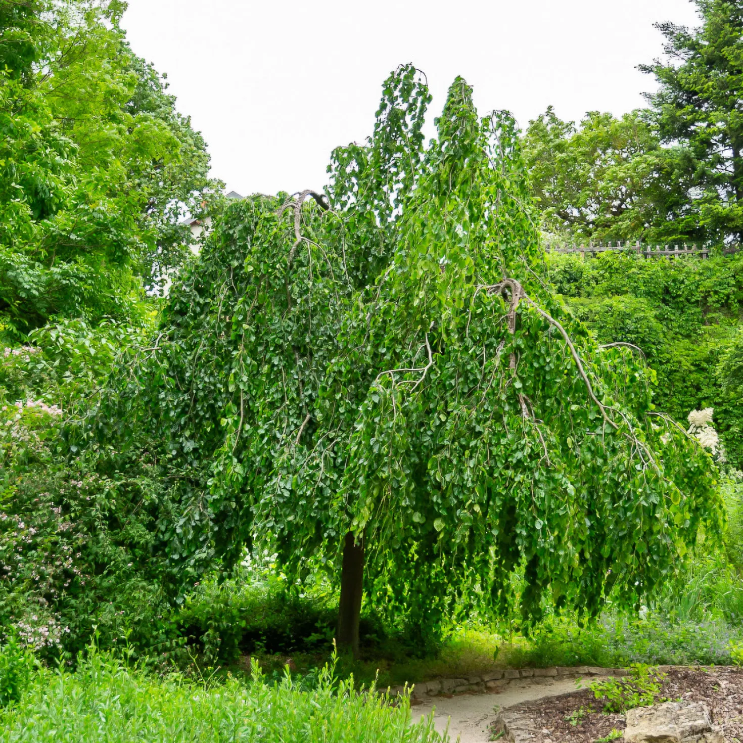 Hänge-Buche - Ein Baum wie ein Wasserfall