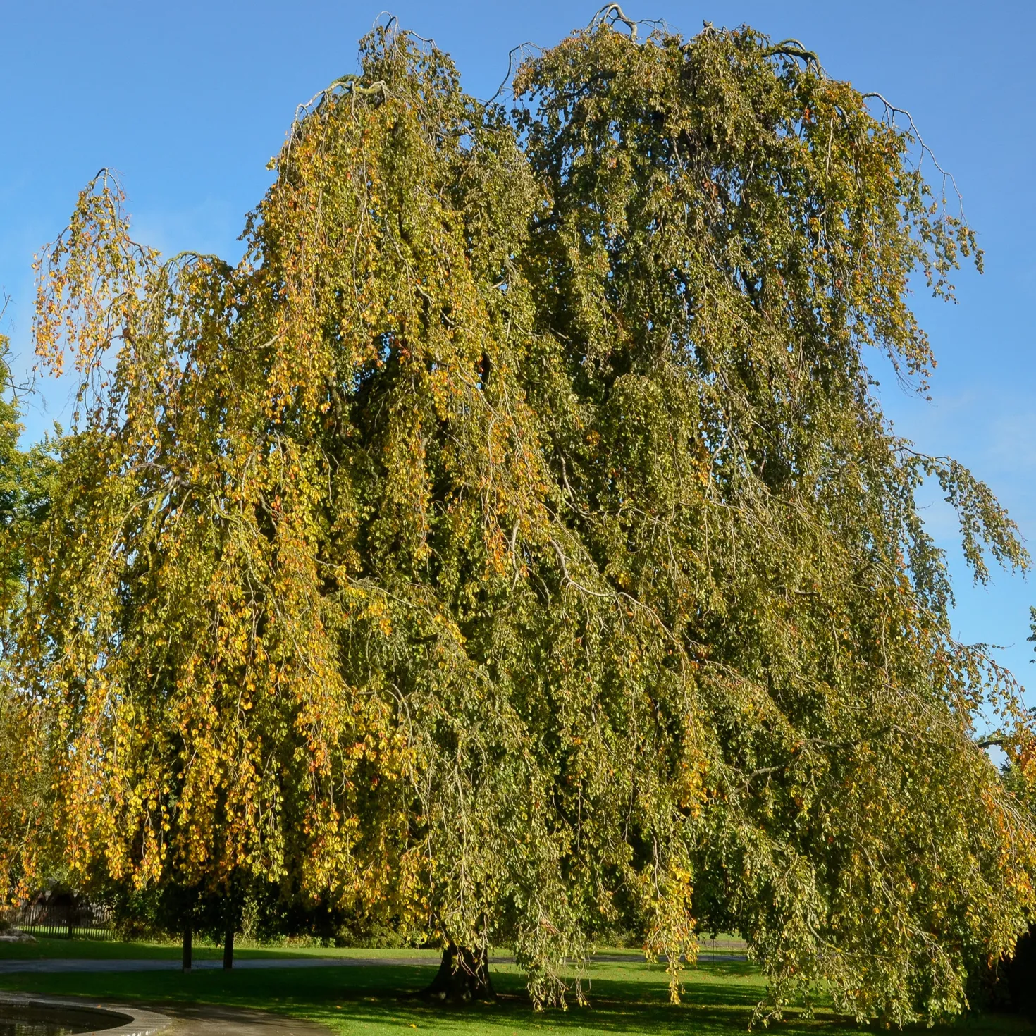 Hänge-Buche - Ein Baum wie ein Wasserfall
