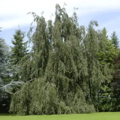 Hänge-Buche - Ein Baum wie ein Wasserfall
