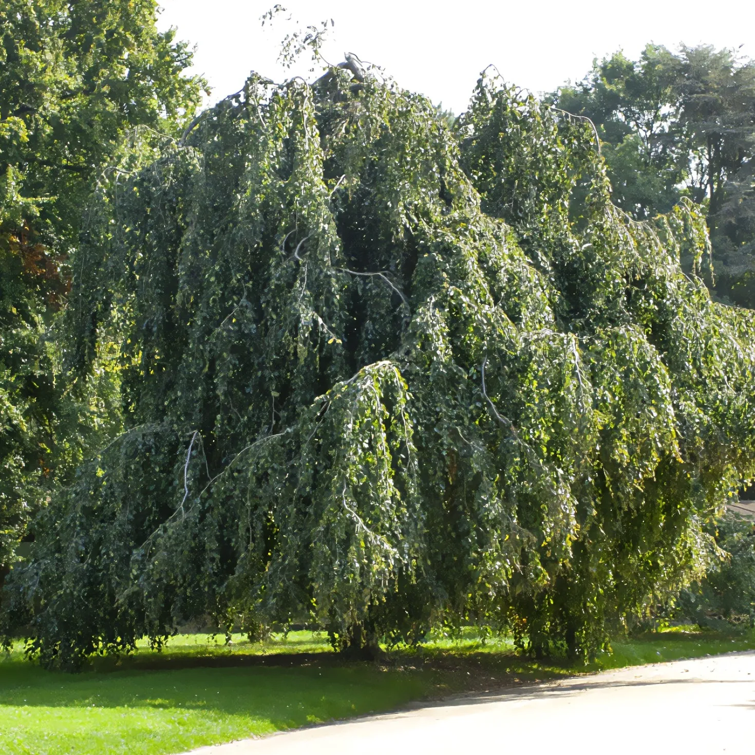 Hänge-Buche - Ein Baum wie ein Wasserfall
