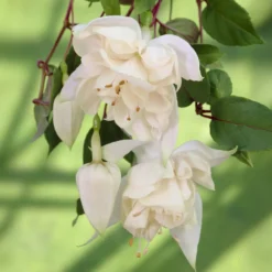 Hänge-Fuchsie 'Pink Marshmallow' - Rosa Blütenwolke am Balkon