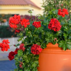 Hängegeranie doppelt rot - Roter Blütenvorhang am Balkon