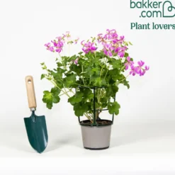 Hängegeranie rosa - Blütenkaskade fürs Geländer