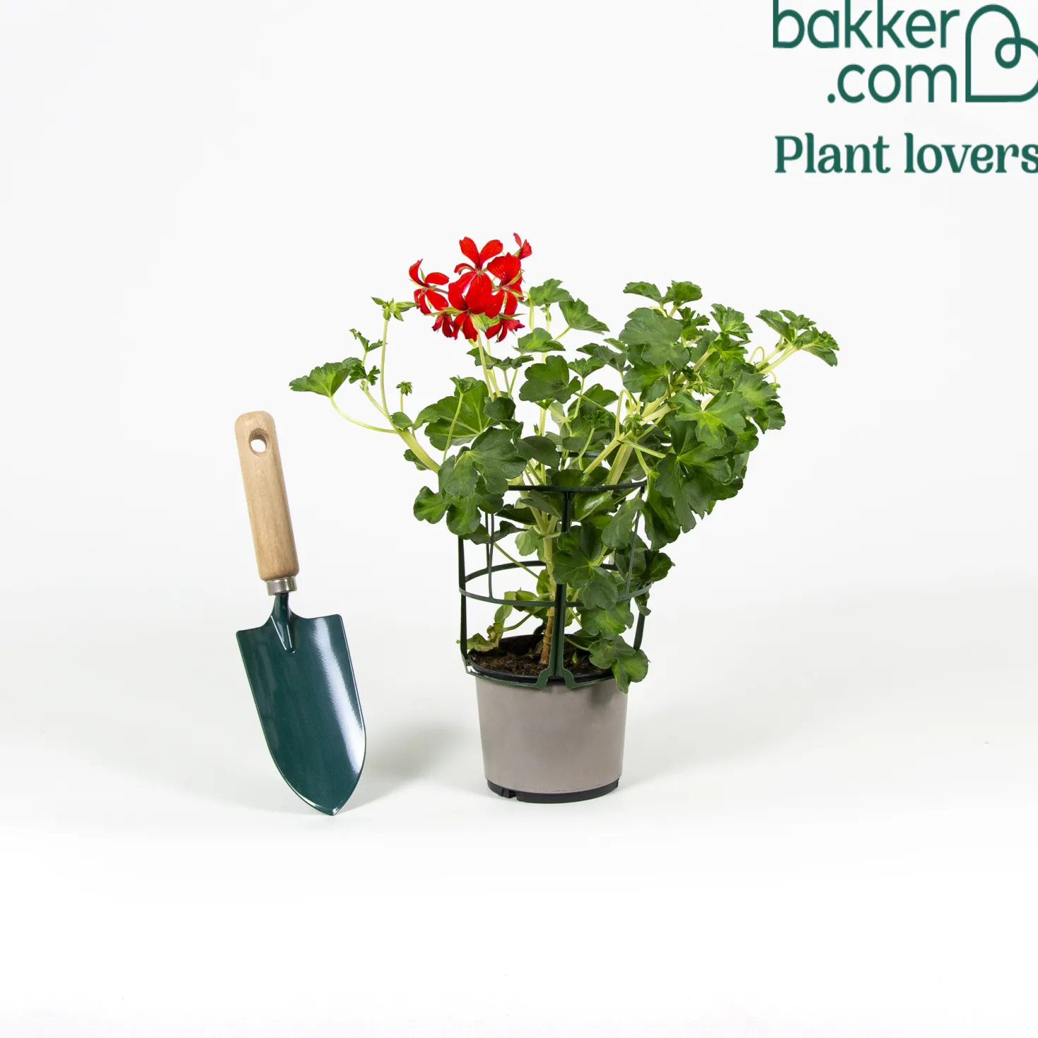 Hängegeranie rot - Roter Balkontraum sofort
