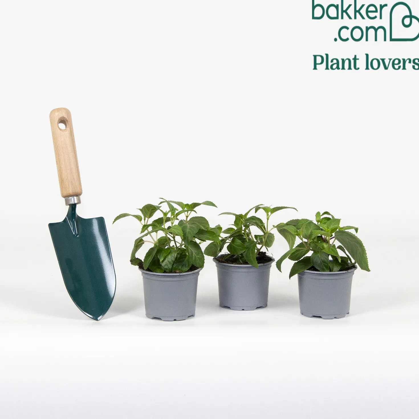 Hängende Fuchsien Bicentennial (x3) - Blütenkaskade den ganzen Sommer