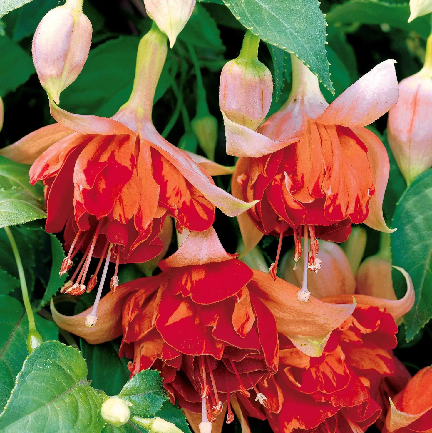 Hängende Fuchsien Bicentennial (x3) - Blütenkaskade den ganzen Sommer