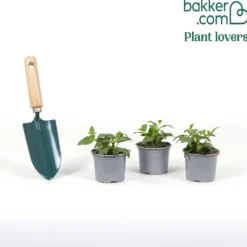 Hängende Fuchsien Blue Angel (x3) - Blütenkaskade für den Balkon