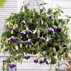 Hängende Fuchsien Mischung (Bicentennial, Blue Angel, Swingtime) (x6) - Farbenpracht für den Schatten