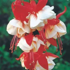 Hängende Fuchsien Mischung (Bicentennial, Blue Angel, Swingtime) (x6) - Farbenpracht für den Schatten