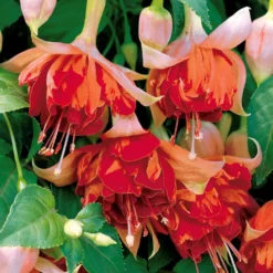 Hängende Fuchsien Mischung (Bicentennial, Blue Angel, Swingtime) (x6) - Farbenpracht für den Schatten