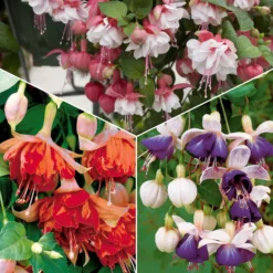 Hängende Fuchsien Mischung (Bicentennial, Blue Angel, Swingtime) (x6) - Farbenpracht für den Schatten