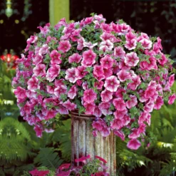 Hängepetunie rosa (x3) - Rosa Blütenkaskade sofort