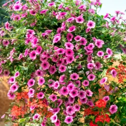 Hängepetunie rosa (x3) - Rosa Blütenkaskade sofort