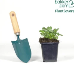 Hängepolster-Glockenblume - Blütenteppich in Violett