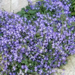 Hängepolster-Glockenblume - Blütenteppich in Violett