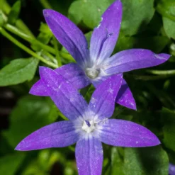 Hängepolster-Glockenblume - Blütenteppich in Violett