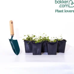 Hängepolster-Glockenblume - Blütenteppich in Violett