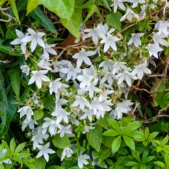 Hängepolster-Glockenblume 'E.H.Frost' - Weiße Blütenkaskade