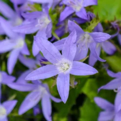 Hängepolster-Glockenblume Stella - Blaues Blütenmeer im Nu