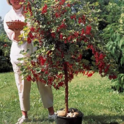 Hochstamm-Kollektion Johannisbeere & Schwarze Johannisbeere (x2) - Rote & schwarze Johannisbeeren, gesund