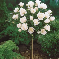 Hochstammrose ‘Korbin’ - Weiße Blüten in Augenhöhe