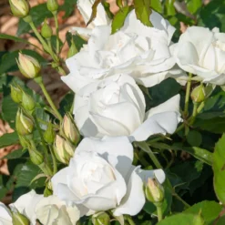 Hochstammrose ‘Korbin’ - Weiße Blüten in Augenhöhe
