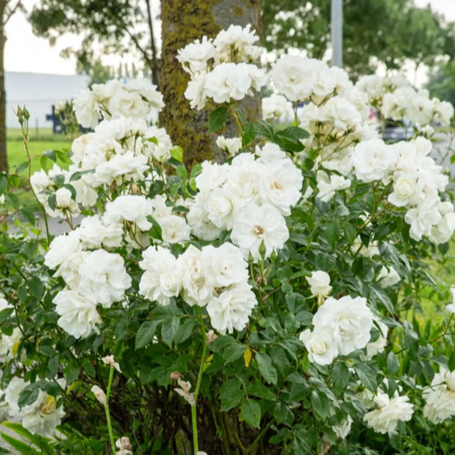 Hochstammrose ‘Korbin’ - Weiße Blüten in Augenhöhe