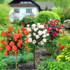 Hochstammrosen-Kollektion 'Ramona', 'Korbin', 'Osiria' (x3) - Drei Farben, ein Blickfang