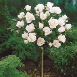 Hochstammrosen-Kollektion 'Ramona', 'Korbin', 'Osiria' (x3) - Drei Farben, ein Blickfang