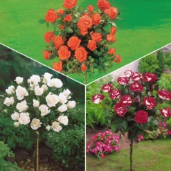 Hochstammrosen-Kollektion 'Ramona', 'Korbin', 'Osiria' (x3) - Drei Farben, ein Blickfang