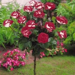 Hochstammrosen-Kollektion 'Ramona', 'Korbin', 'Osiria' (x3) - Drei Farben, ein Blickfang